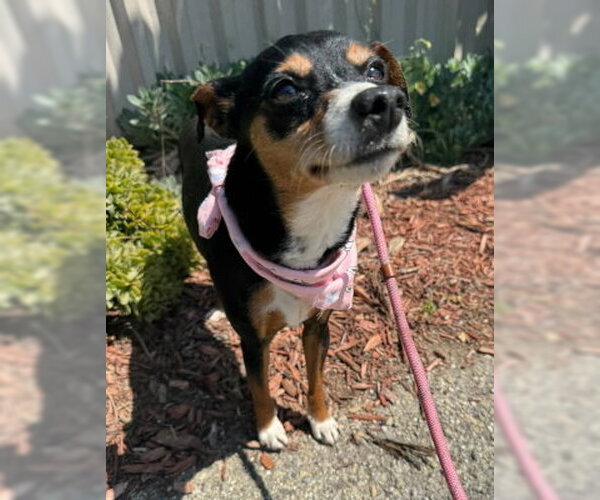 Medium Photo #2 Chipin Puppy For Sale in Ventura, CA, USA