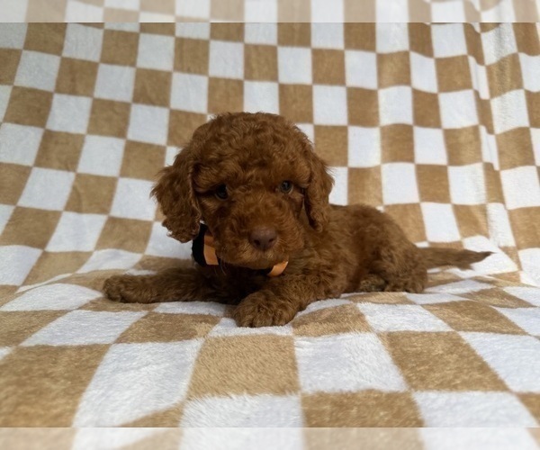 Medium Photo #5 Cockapoo (Miniature) Puppy For Sale in LAKELAND, FL, USA