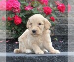 Small Photo #3 Goldendoodle-Poodle (Standard) Mix Puppy For Sale in HONEY BROOK, PA, USA