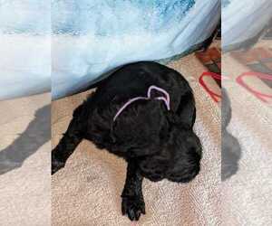 Black Russian Terrier Puppy for sale in MAPLE FALLS, WA, USA