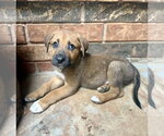 Gus - Male Mutt Dog for Adoption - Small photo