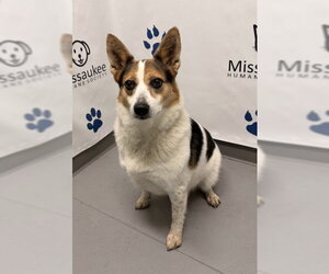 Lucy (7186) - Female Mutt Dog for Adoption