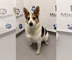 Lucy (7186) - Female Mutt Dog for Adoption - Small photo