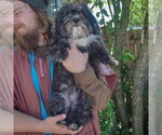 Small #3 Shih Apso