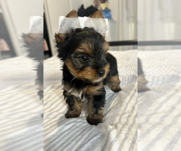Medium Photo #5 Yorkshire Terrier Puppy For Sale in WEST HARTFORD, CT, USA