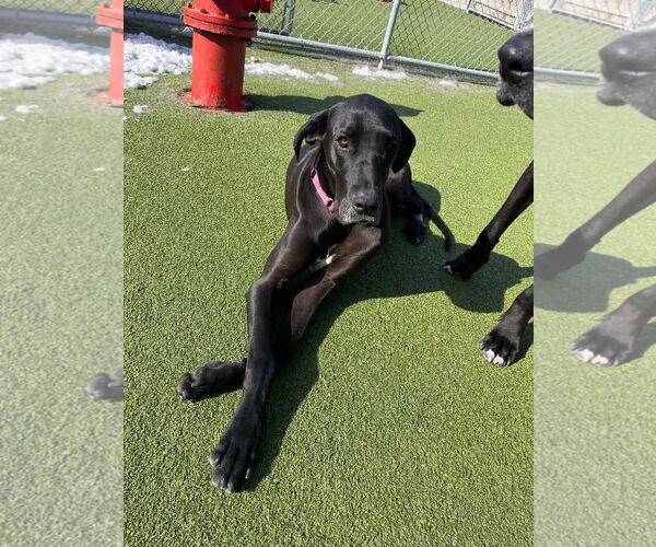 Medium Photo #4 Great Dane Puppy For Sale in Buffalo, MN, USA