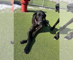 Small #3 Great Dane