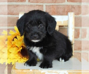 Pembroke Welsh Corgi-Poodle (Toy) Mix Puppy for sale in EPHRATA, PA, USA