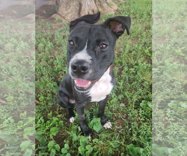 Medium Photo #3 American Pit Bull Terrier-Unknown Mix Puppy For Sale in Germantown, OH, USA