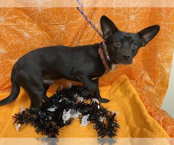 Medium Photo #1 Chihuahua-Unknown Mix Puppy For Sale in Modesto, CA, USA