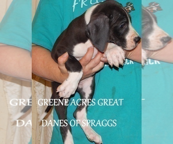 Medium Photo #21 Great Dane Puppy For Sale in SPRAGGS, PA, USA