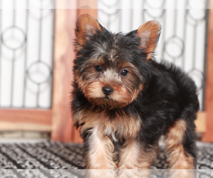 Yorkshire Terrier Puppy for sale in NAPLES, FL, USA