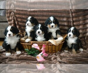 Bernese Mountain Dog Puppy for Sale in CLARE, Michigan USA