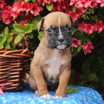 Medium Photo #1 Boxer Puppy For Sale in GAP, PA, USA