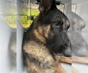 German Shepherd Dog Dogs for adoption in Houston, TX, USA