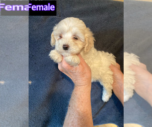 Maltipoo Puppy for sale in AMSTERDAM, MO, USA