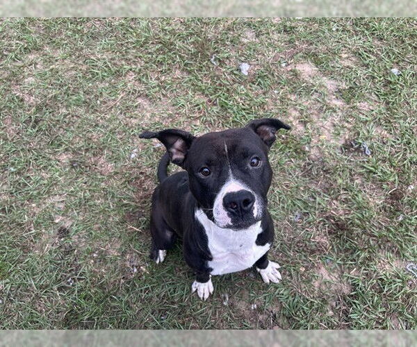 Medium Photo #3 Labrador Retriever-Unknown Mix Puppy For Sale in Tavares, FL, USA