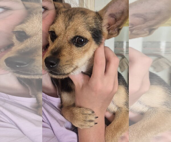 Medium Photo #1 Chihuahua-Unknown Mix Puppy For Sale in The Woodlands, TX, USA
