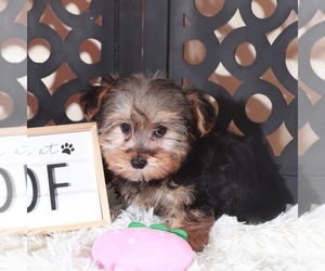 YorkiePoo Puppy for sale in MOUNT VERNON, OH, USA