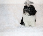 Small #20 ShihPoo