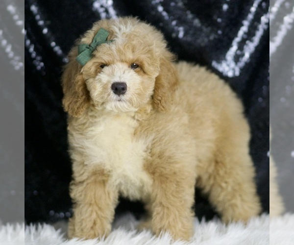 Medium Photo #4 Goldendoodle (Miniature) Puppy For Sale in WARSAW, IN, USA