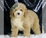 Small #3 Goldendoodle (Miniature)