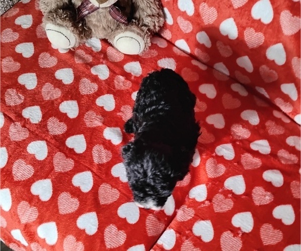 Medium Photo #3 Cockapoo (Miniature) Puppy For Sale in FITZGERALD, GA, USA