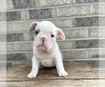 Small #4 French Bulldog