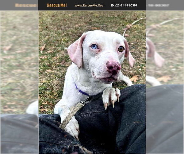 Medium Photo #1 American Pit Bull Terrier Puppy For Sale in Benton, PA, USA