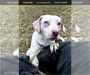 American Pit Bull Terrier Dogs for adoption in Benton, PA, USA