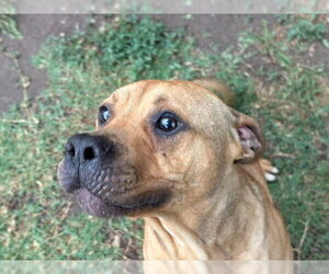 Mutt Dogs for adoption in Tulsa, OK, USA