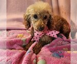 Small Photo #3 Poodle (Miniature) Puppy For Sale in Bon Carbo, CO, USA