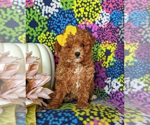 Poodle (Toy) Puppy for sale in LINCOLN UNIVERSITY, PA, USA