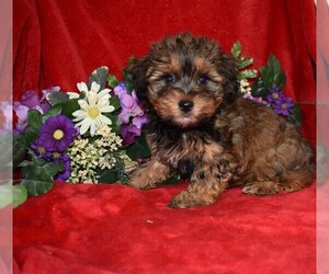 YorkiePoo Puppy for Sale in BARNESVILLE, Kansas USA