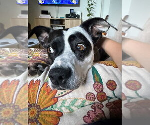 Wednesday - Female Mutt Dog for Adoption - Photo #2