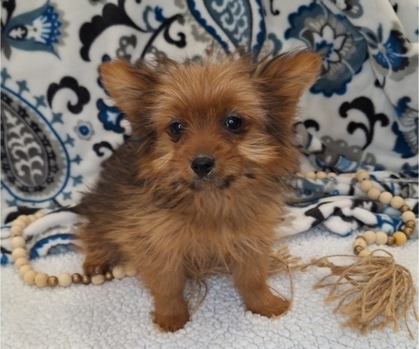 Medium Photo #3 Yoranian Puppy For Sale in ELKTON, KY, USA