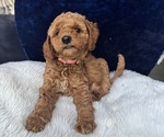 Small Photo #61 Goldendoodle (Miniature) Puppy For Sale in SAN FERNANDO, CA, USA
