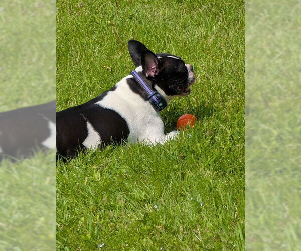Medium Photo #5 Boston Terrier Puppy For Sale in Pittsburgh, PA, USA