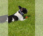 Small #4 Boston Terrier