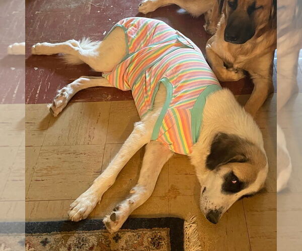 Medium Photo #12 Great Pyrenees Puppy For Sale in Dallas, TX, USA