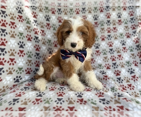 Medium Photo #8 Cavapoo (Miniature) Puppy For Sale in LAKELAND, FL, USA