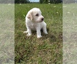 Small Photo #3 Labradoodle Puppy For Sale in SPENCERVILLE, IN, USA