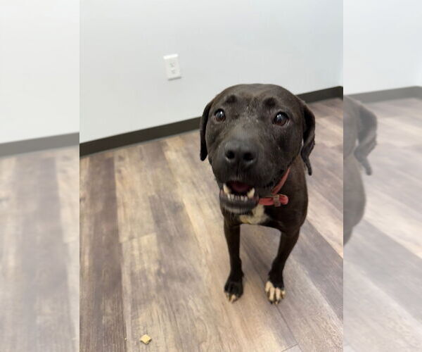 Medium Photo #3 American Pit Bull Terrier-Labrador Retriever Mix Puppy For Sale in Ellijay, GA, USA