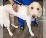 Small Poodle (Standard) Mix