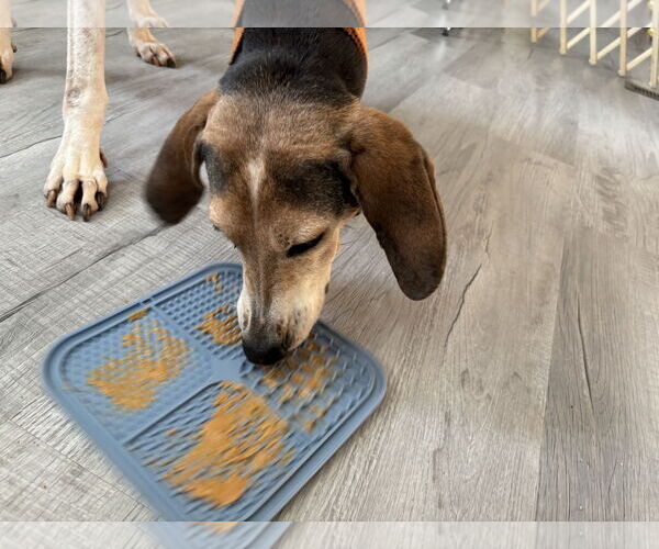 Medium Photo #7 Mutt Puppy For Sale in Rustburg, VA, USA