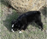 Small Photo #39 Miniature Australian Shepherd Puppy For Sale in ARDMORE, OK, USA