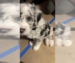 Small Photo #18 Bernedoodle-Sheepadoodle Mix Puppy For Sale in WOODSIDE, NY, USA