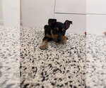Small Photo #7 German Shepherd Dog-Unknown Mix Puppy For Sale in Brewster, NY, USA
