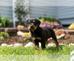 Small Photo #2 Rottweiler Puppy For Sale in NAPPANEE, IN, USA