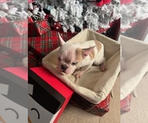 French Bulldog Puppy for sale in MERCED, CA, USA